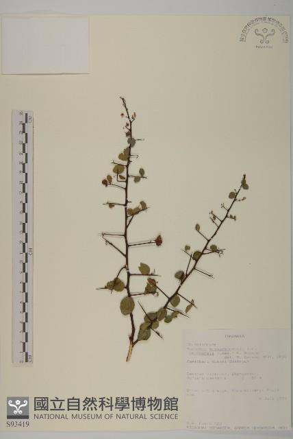 登錄號:S093419藏品圖，第1張