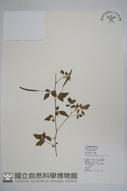 平伏莖白花菜、成功白花菜藏品圖，第1張