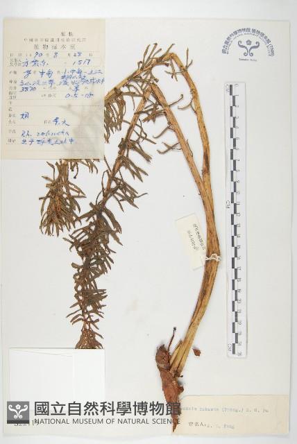 壯健紅景天藏品圖，第1張