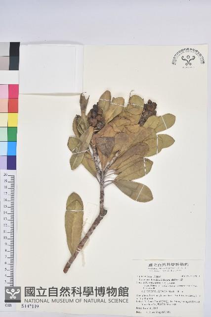 蘭嶼土沉香藏品圖，第1張