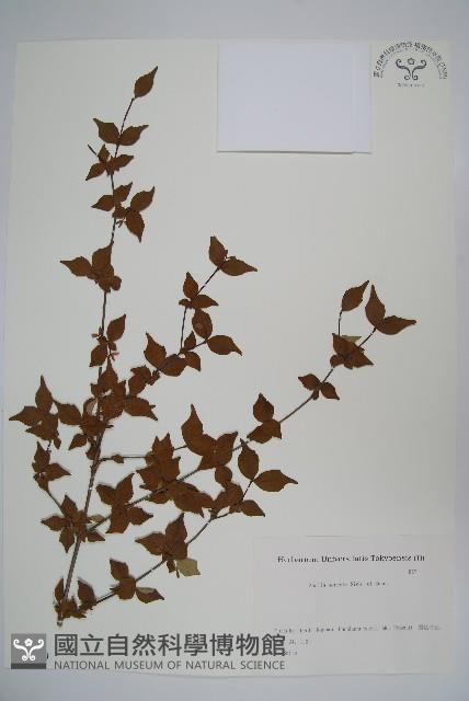 登錄號:S082119藏品圖，第1張