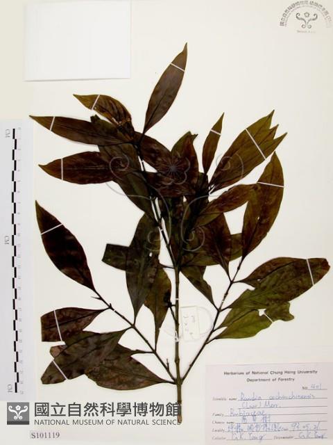 茜草樹藏品圖，第1張