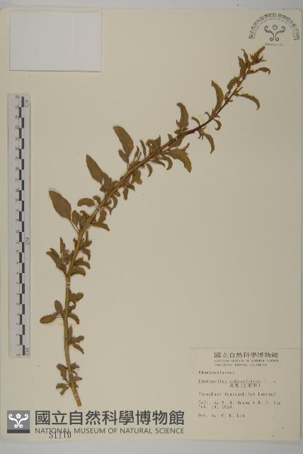 臭杏、土荊芥藏品圖，第1張