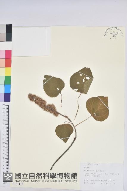 登錄號:S131119藏品圖，第1張