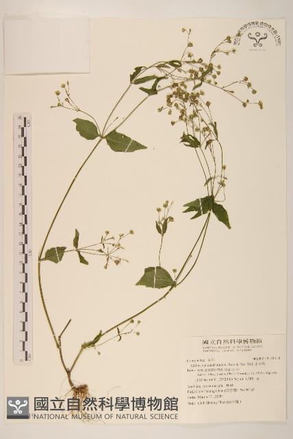 粗毛小米菊藏品圖，第1張