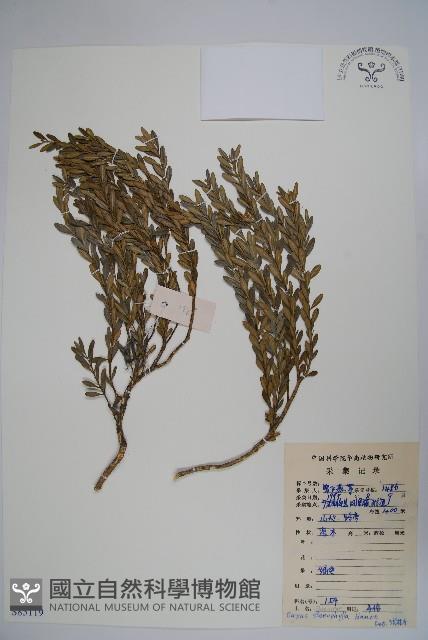 登錄號:S085119藏品圖，第1張