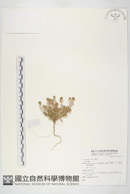 登錄號:S074119藏品圖，第1張