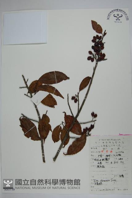 冬青藏品圖，第1張