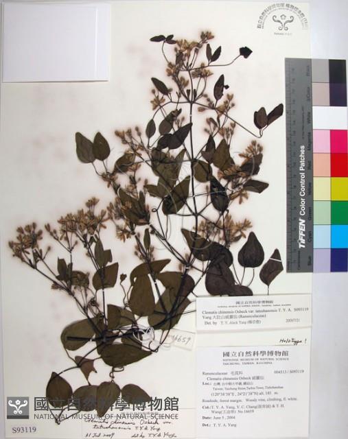 大肚山威靈仙藏品圖，第1張