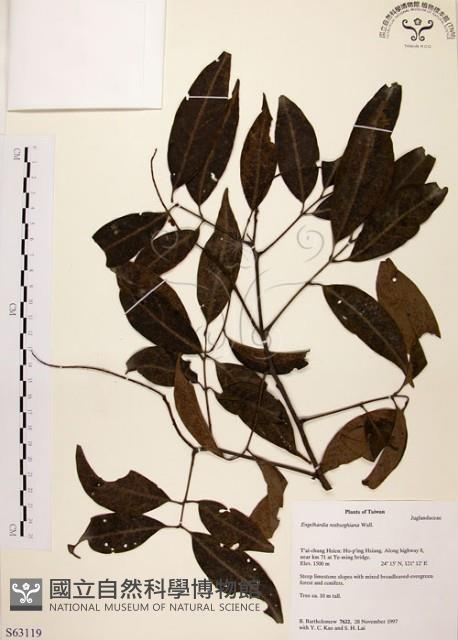 Common Engelhardtia, Yellow Basket willow Collection Image