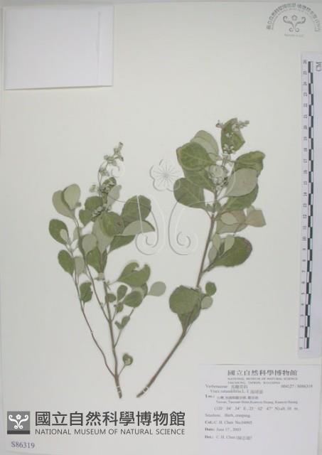 海埔姜藏品圖，第1張