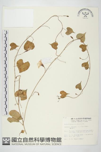 野牽牛藏品圖，第1張