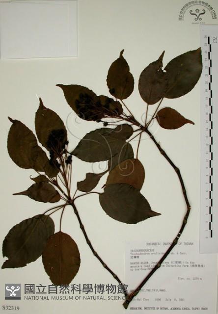 昆欄樹藏品圖，第1張