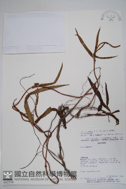 登錄號:S062319藏品圖，第1張