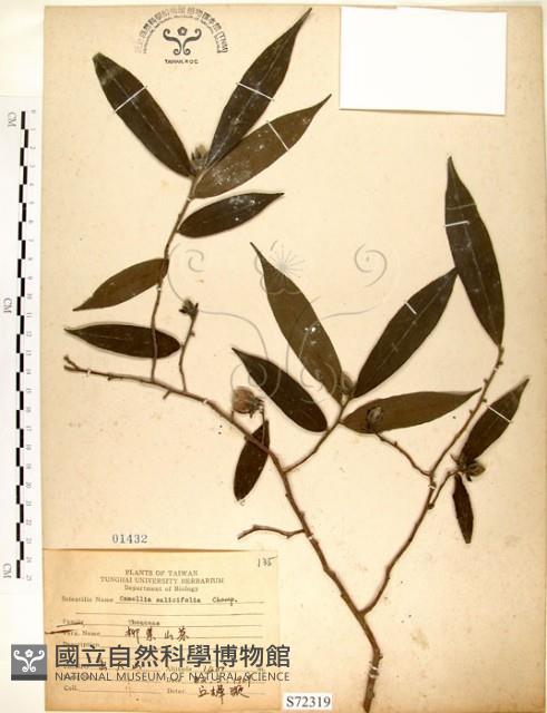 柳葉山茶藏品圖，第1張