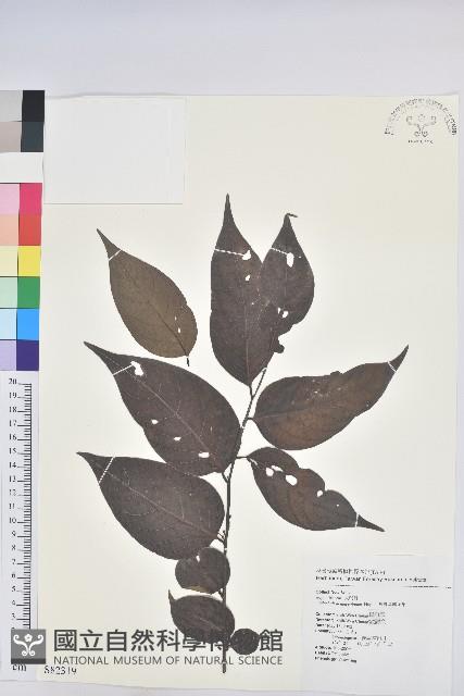 披針葉饅頭果藏品圖，第1張