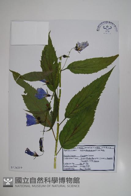 大花沙參藏品圖，第1張