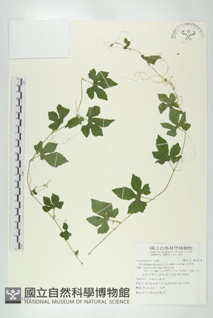 小苦瓜藏品圖，第1張