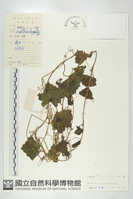 登錄號:S040319藏品圖，第1張