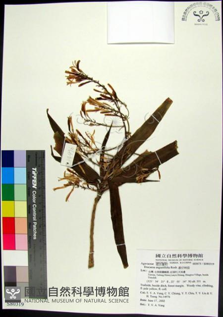 番仔林投藏品圖，第1張