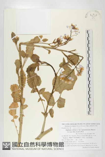 濱萊菔藏品圖，第1張