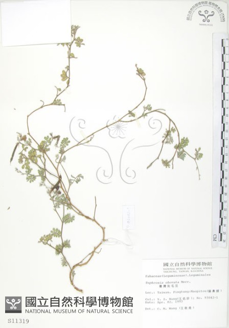 臺灣灰毛豆藏品圖，第1張