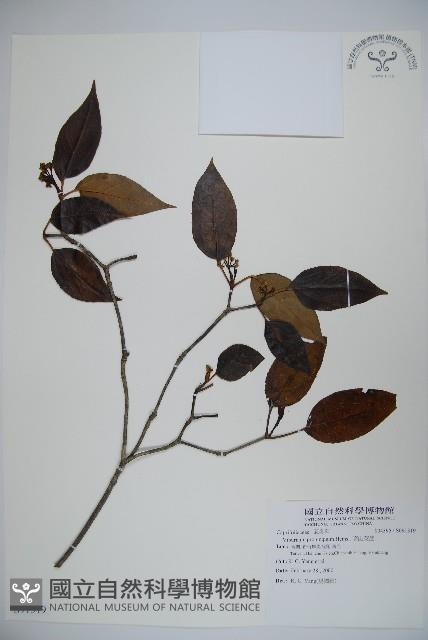 高山莢迷藏品圖，第1張