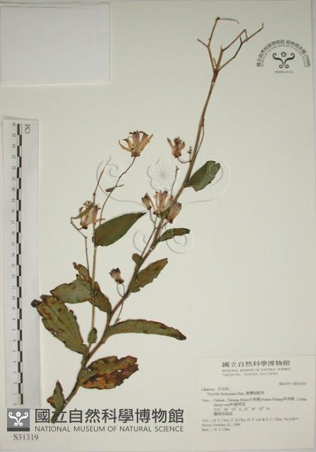 臺灣油點草藏品圖，第1張