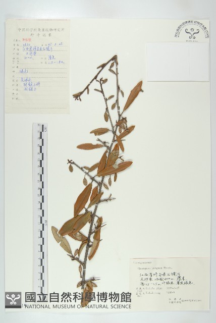 胡頹子藏品圖，第1張