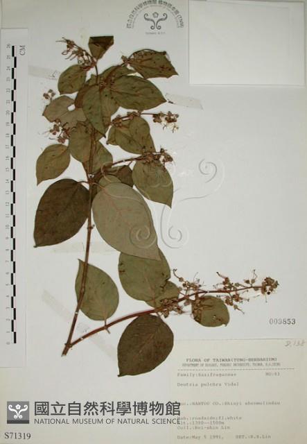 大葉溲疏藏品圖，第1張