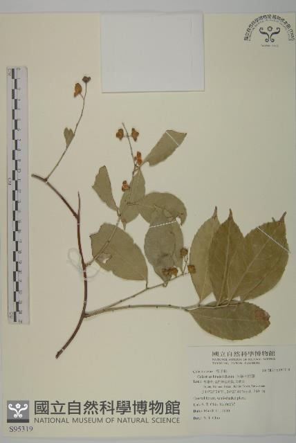 南華南蛇藤，青江藤藏品圖，第1張
