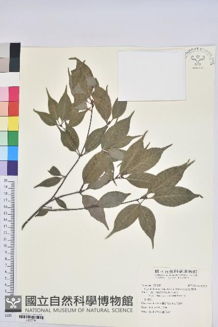 波葉櫟藏品圖，第1張