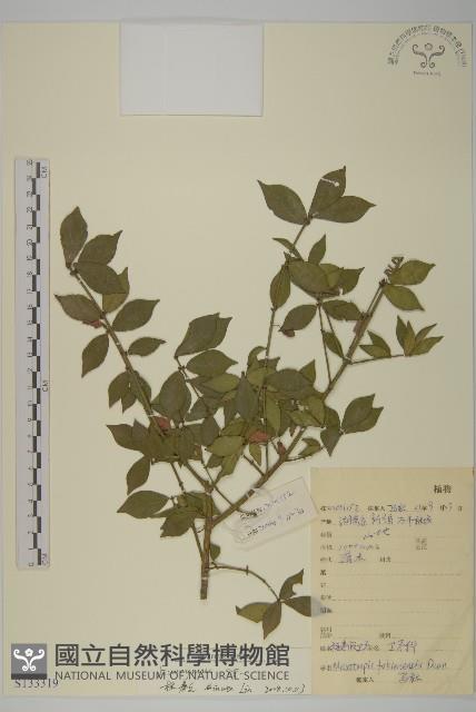 登錄號:S133319藏品圖，第1張