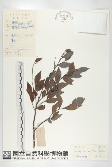 鏡面柿藏品圖，第1張