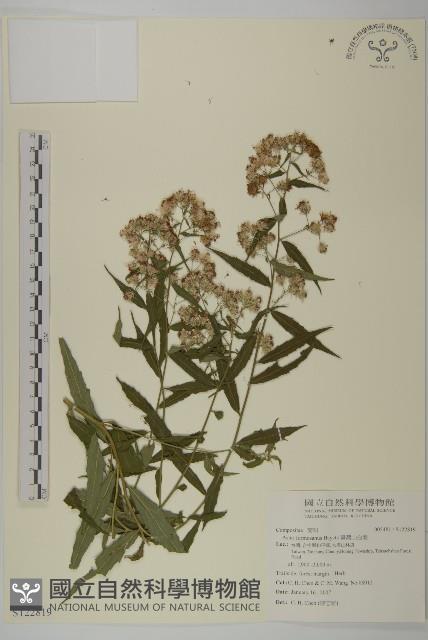 臺灣山白蘭藏品圖，第1張