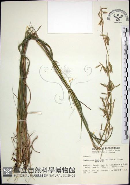 扭鞘香茅藏品圖，第1張