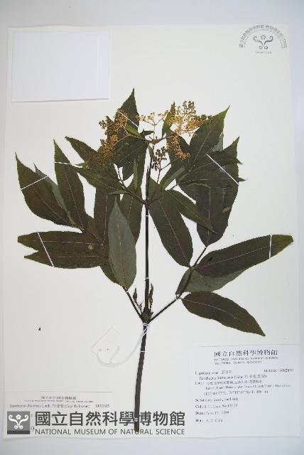 冇骨消藏品圖，第1張