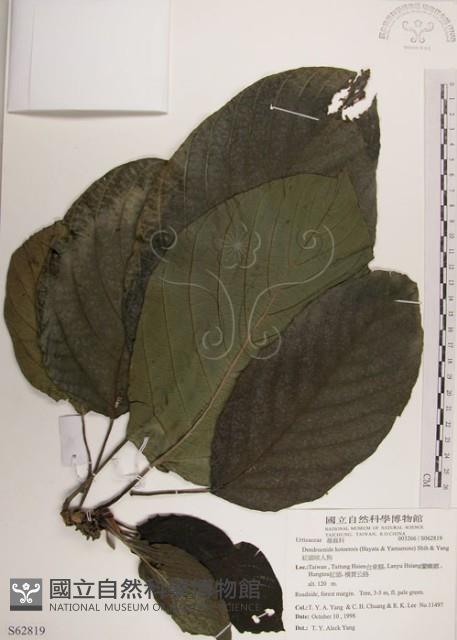 紅頭咬人狗藏品圖，第1張