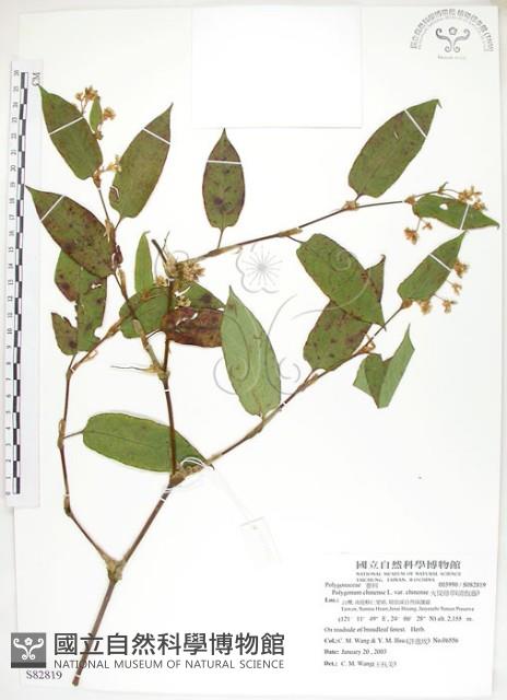 火炭母草、清飯藤藏品圖，第1張