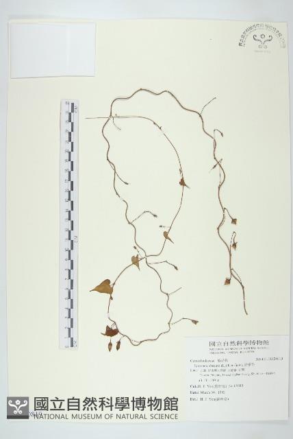 野牽牛藏品圖，第1張