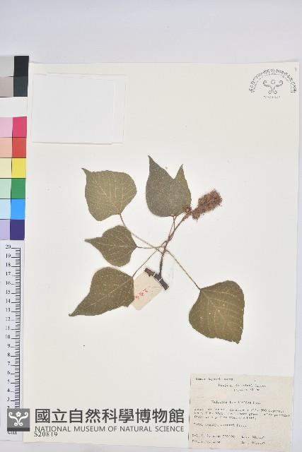 野桐藏品圖，第1張