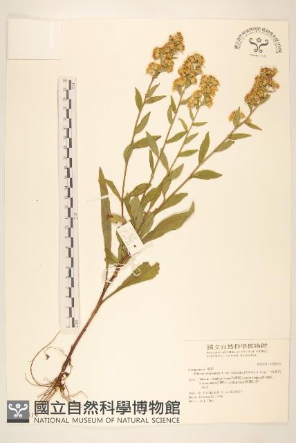 一枝黃花藏品圖，第1張