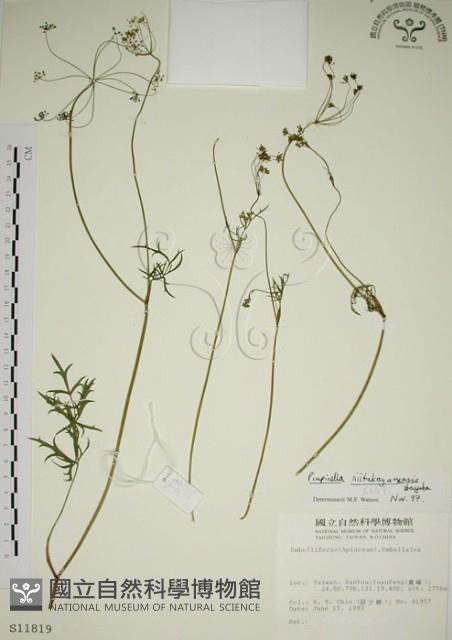 玉山茴香藏品圖，第1張