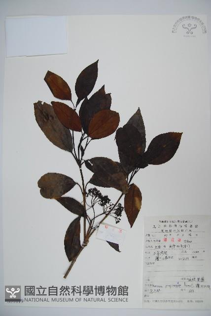 Mountain Viburnum Collection Image, Figure 1, Total 2 Figures