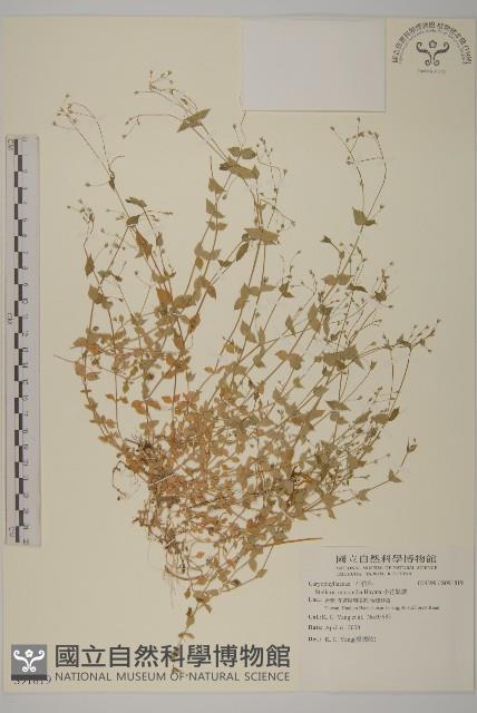 小花繁縷藏品圖，第1張