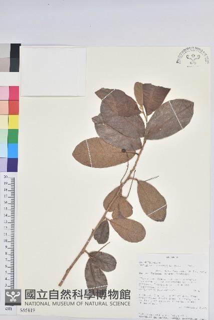 小葉五月茶藏品圖，第1張