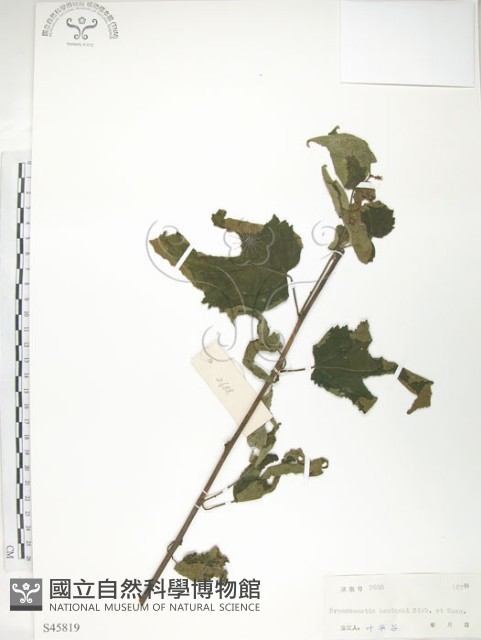 小構樹藏品圖，第1張