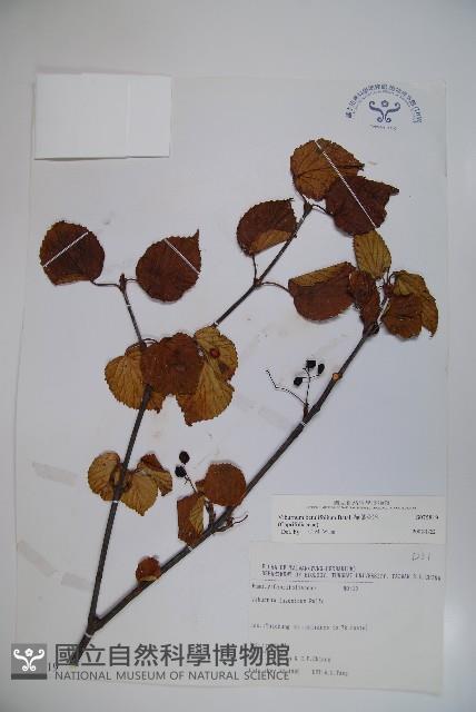 樺葉莢迷、玉山莢迷藏品圖，第1張