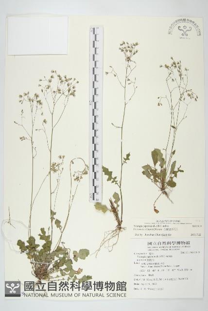 台灣黃鵪菜藏品圖，第1張