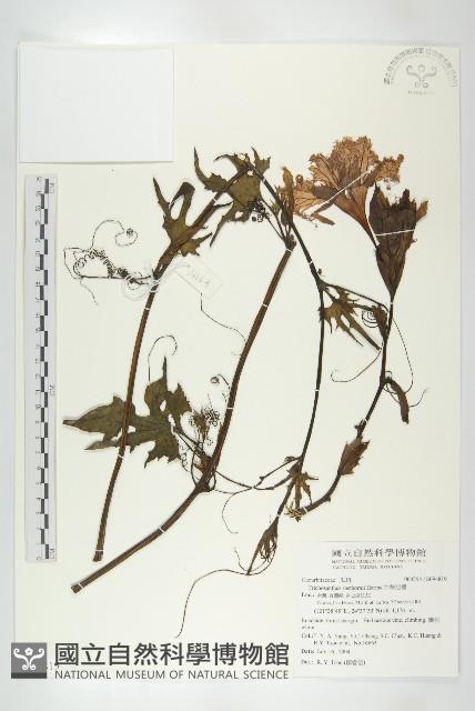 槭葉括摟藏品圖，第1張